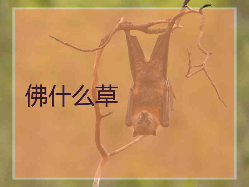 佛什么草 佛什么草