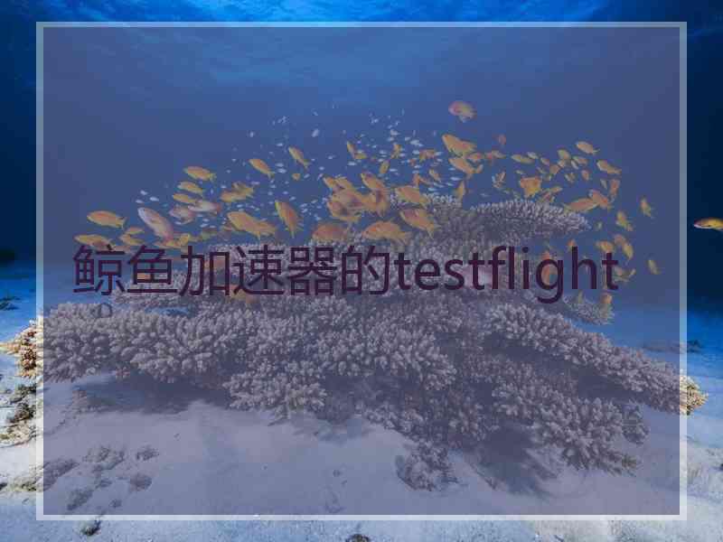 鲸鱼加速器的testflight