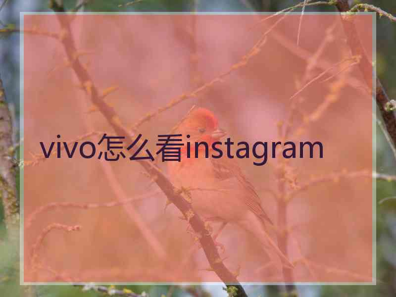 vivo怎么看instagram