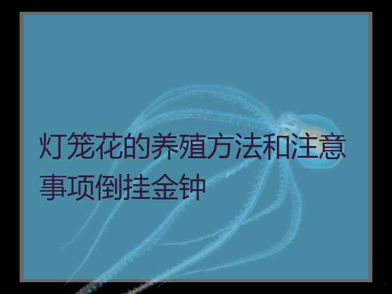 灯笼花的养殖方法和注意事项倒挂金钟
